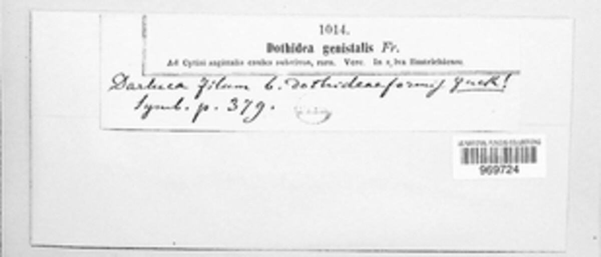 Dothidea genistalis image